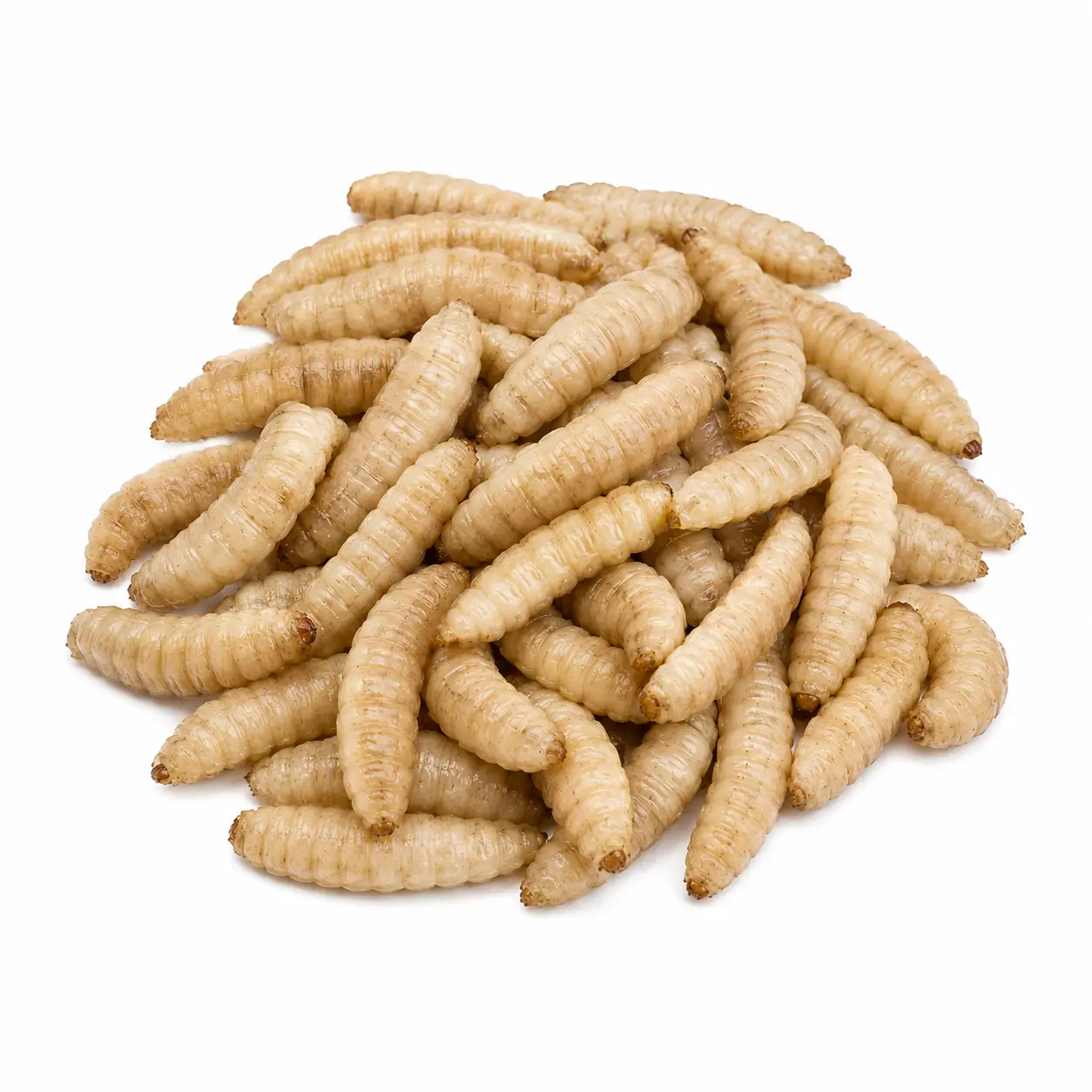 Black Soldier Fly Larvae