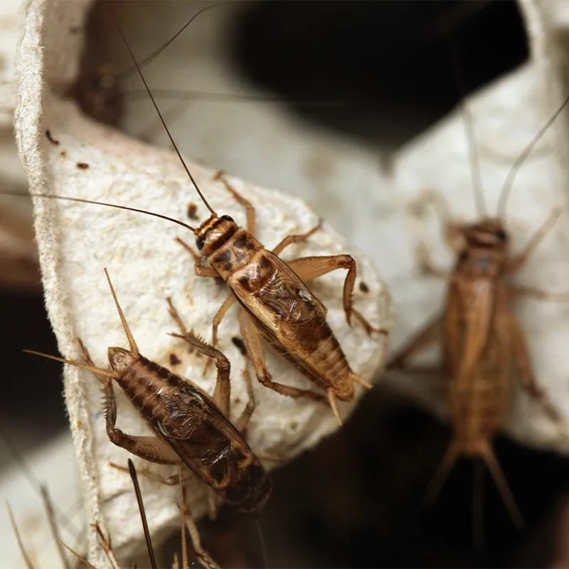 Rep Crickets