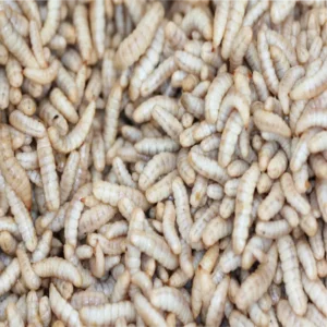 Rep Black Soldier Fly Larvae