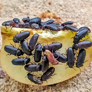 Rep Mealworms