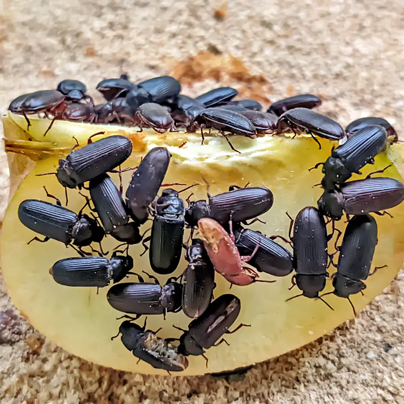 Rep Mealworms