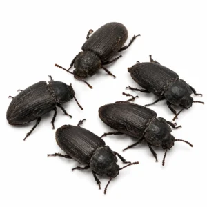 Retired Breeder Beetles