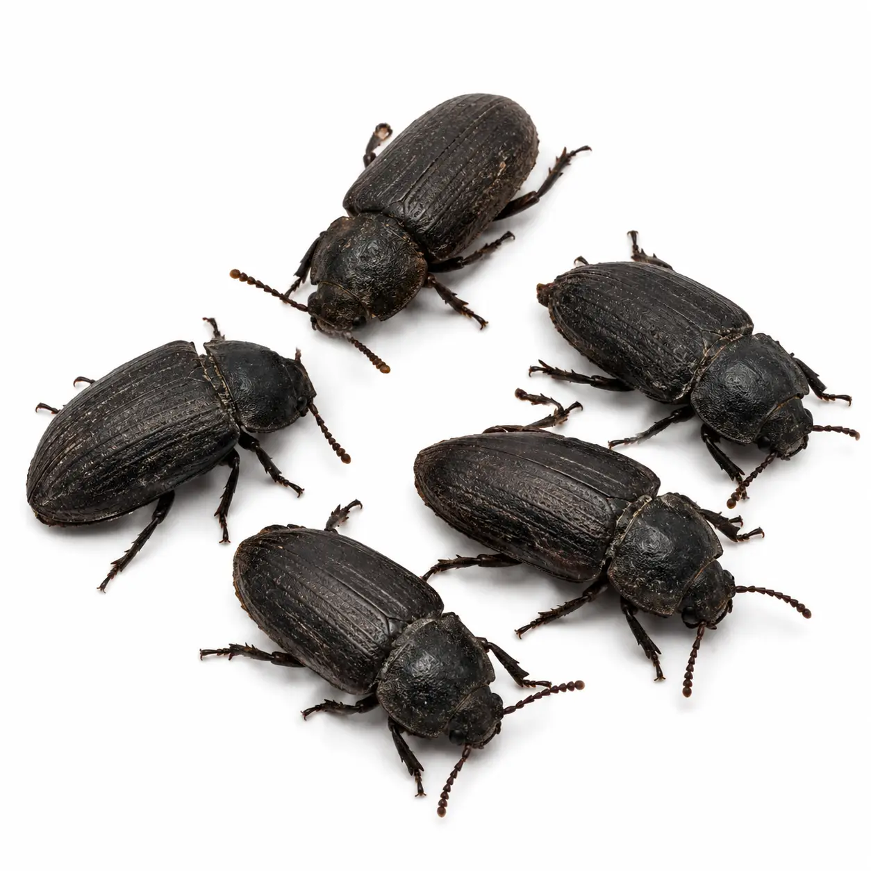 Retired Breeder Beetles